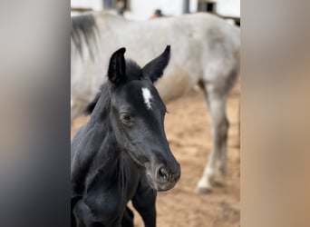 Andalusian, Stallion, Foal (01/2024), 16,1 hh, Gray