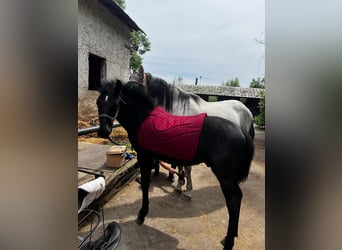 Andalusian, Stallion, Foal (01/2024), 16,1 hh, Gray