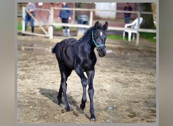 Andalusian, Stallion, Foal (01/2024), 16,1 hh, Gray