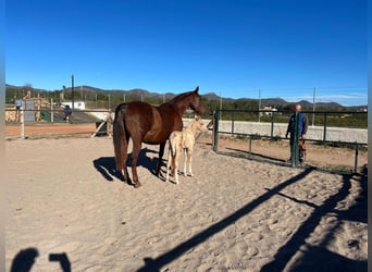 Andalusian, Stallion, Foal (01/2024), 16.3 hh, Palomino