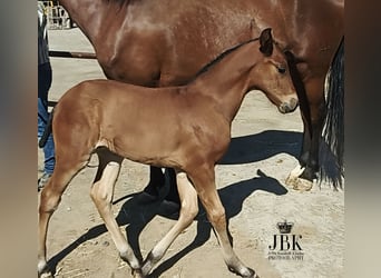 Andalusian, Stallion, , 16 hh, Brown