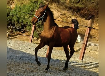 Andalusian, Stallion, Foal (04/2025), 16 hh, Brown
