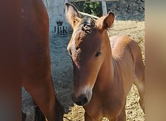 Andalusian, Stallion, , 16 hh, Brown