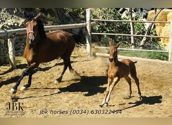 Andalusian, Stallion, , 16 hh, Brown
