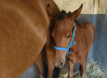 Andalusian, Stallion, Foal (04/2025), 16 hh, Brown