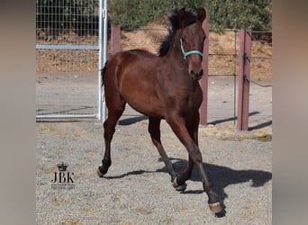 Andalusian Mix, Stallion, Foal (04/2025), 16 hh, Brown