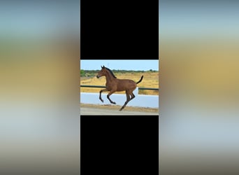Andalusian, Stallion, Foal (05/2025), 16 hh, Brown