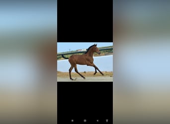 Andalusian, Stallion, Foal (05/2025), 16 hh, Brown