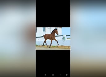 Andalusian, Stallion, Foal (05/2025), 16 hh, Brown