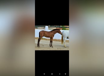 Andalusian, Stallion, Foal (05/2025), 16 hh, Brown