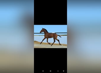 Andalusian, Stallion, Foal (05/2025), 16 hh, Brown