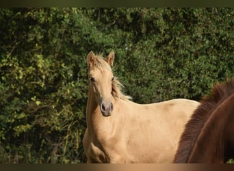 Andalusian, Stallion, Foal (04/2026), 16 hh, Pearl