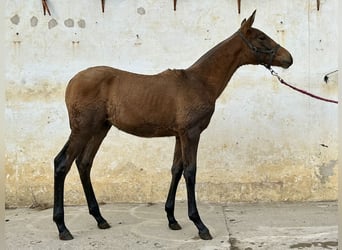 Andalusian, Stallion, Foal (05/2023), Bay-Dark