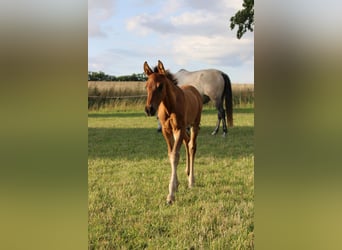 Andalusian, Stallion, Foal (06/2023), Brown