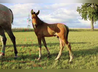 Andalusian, Stallion, Foal (06/2023), Brown