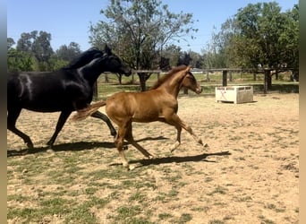 Andalusian, Stallion, Foal (02/2025), Chestnut