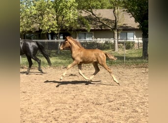 Andalusian, Stallion, Foal (02/2025), Chestnut