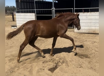 Andalusian, Stallion, Foal (02/2025), Chestnut