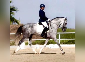 Andalusian, Stallion, 5 years, 16,1 hh, Grey
