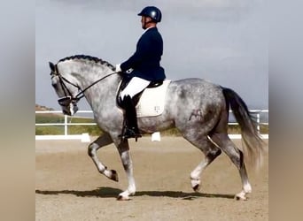 Andalusian, Stallion, 5 years, 16,1 hh, Grey