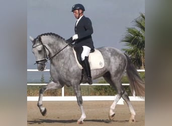 Andalusian, Stallion, 5 years, 16,1 hh, Grey