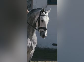 Andalusian, Stallion, 5 years, 16,1 hh, Grey