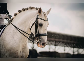 Andalusian, Stallion, 15 years, 15.2 hh, White