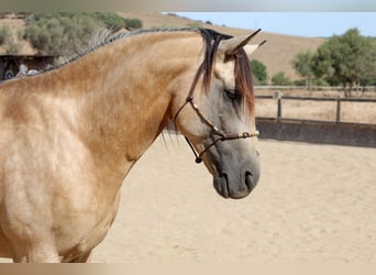 Andalusiër, Hengst, 10 Jaar, 168 cm, Buckskin