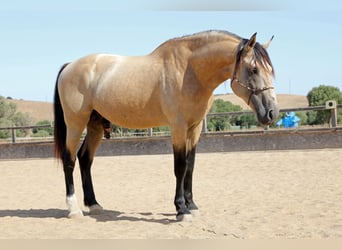 Andalusiër, Hengst, 10 Jaar, 168 cm, Buckskin