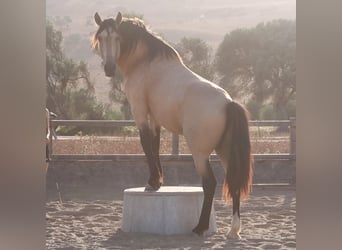 Andalusiër, Hengst, 10 Jaar, 168 cm, Buckskin