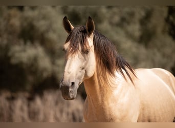 Andalusiër, Hengst, 10 Jaar, 168 cm, Buckskin