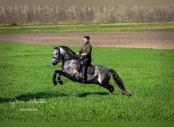 Andalusier, Hengst, 10 Jahre, 158 cm, Falbe