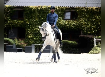 Andalusier, Hengst, 10 Jahre, 160 cm, Fliegenschimmel