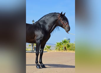 Andalusier, Hengst, 10 Jahre, 163 cm, Brauner