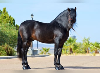 Andalusier, Hengst, 10 Jahre, 163 cm, Brauner