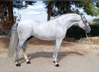 Andalusier, Hengst, 10 Jahre, 163 cm, Schimmel