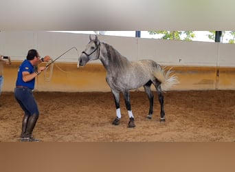 Andalusier, Hengst, 10 Jahre, 164 cm, Apfelschimmel