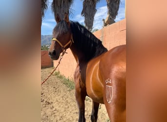 Andalusier, Hengst, 10 Jahre, 167 cm, Rotbrauner