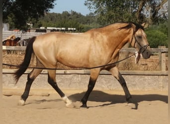 Andalusier, Hengst, 10 Jahre, 168 cm, Buckskin