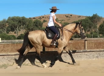 Andalusier, Hengst, 10 Jahre, 168 cm, Buckskin