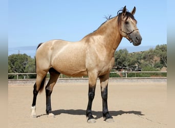 Andalusier, Hengst, 10 Jahre, 168 cm, Buckskin