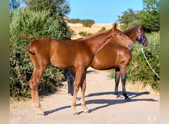Andalusier, Hengst, 10 Jahre, Rotfuchs