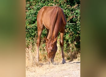 Andalusier, Hengst, 10 Jahre, Rotfuchs