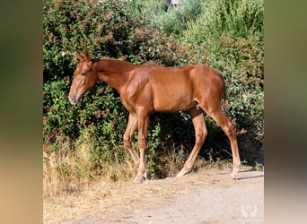 Andalusier, Hengst, 10 Jahre, Rotfuchs