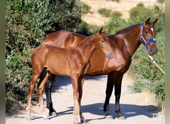 Andalusier, Hengst, 10 Jahre, Rotfuchs
