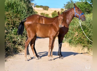 Andalusier, Hengst, 10 Jahre, Rotfuchs