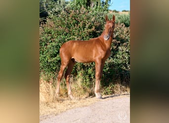 Andalusier, Hengst, 10 Jahre, Rotfuchs