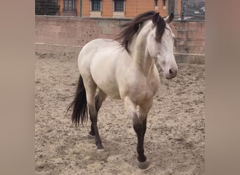Andalusier, Hengst, 11 Jahre, 148 cm, Champagne