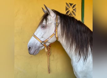 Andalusier, Hengst, 11 Jahre, 148 cm, Champagne