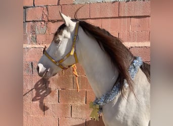 Andalusier, Hengst, 12 Jahre, 148 cm, Champagne